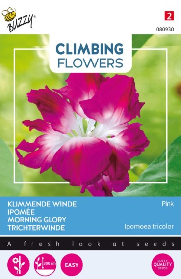 Morning Glory Double Pink (Ipomoea) 50 seeds